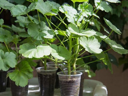 Bouturage géranium : quand et comment réussir vos boutures