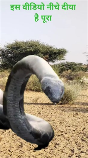 snake wala video #snake #anaconda #wildlife #animation #python #cobra #vfx #animals #shorts #prank