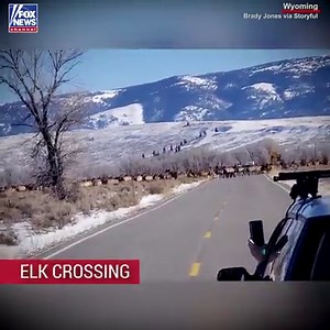 A gigantic herd of elk held up traffic when they were crossing the road near Jackson Hole, Wyoming. | Fox News