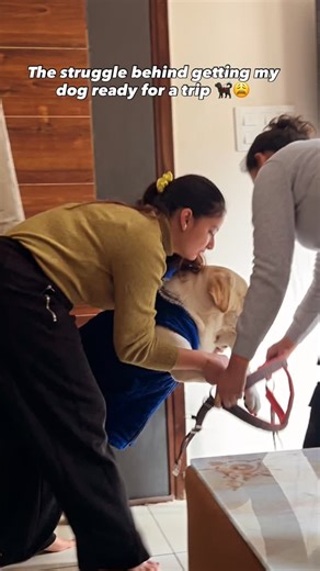 Simba Boss on Instagram: "Bahut mushkil kaam hai re baba 🤕🐾 #dog #labrador #simba #reels #foryou [Keywords: Labrador, Labrador Dog, Labrador Retriever, Labrador Puppy, Cute Labrador, Black Labrador, Golden Labrador, Brown Labrador, Labrador Love, Labrador Life, Labrador Vibes, Labrador Family, Labrador Dog Lover, Labrador Puppy Love, Labrador India, Labrador Pet, Labrador Breed, Labrador Training, Labrador Care, Labrador Fun, Labrador Masti, Labrador Reel, Labrador Shorts, Labrador Vlog, Labra