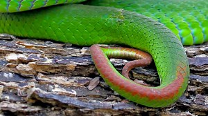 Serpent pénis : quelle est cette créature étrange ?