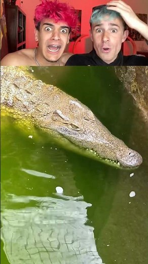Tengo cocodrilos en la piscina😰