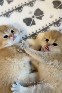 323K views · 43K reactions | Omg so absolutely cute 殺 | Everyday Moments | Facebook