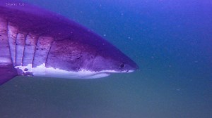 A lot of white sharks were spotted off Cape Cod this last week. Here's where they were