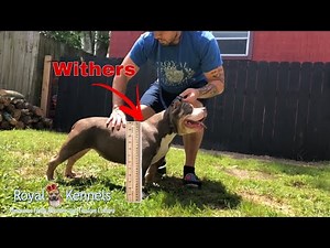 When does YOUR PUPPY stop growing in height