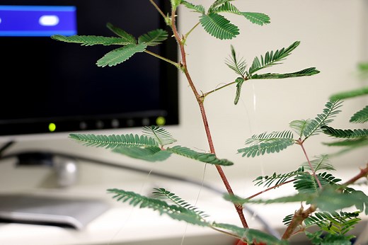 Elowan: A Plant-Robot Hybrid