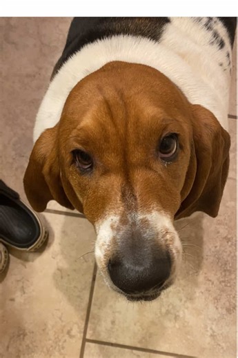 Mom and Her Basset Hound: A Funny Bond