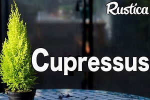 Comment cultiver le cyprès (Cupressus macrocarpa Goldcrest) ?