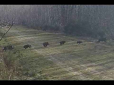 Driven hunt, Red deer, Wild boar, Roe deer / Best Of Season 2022-2023 - Volume 1