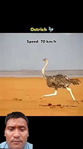 🔥 360° Animal Running Speed Challenge! 🐾⚡ |