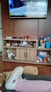 9.1K views · 69 reactions | Classy Dog Returns with Plants Stuck on Ears and Head | Relax My Dog | Facebook