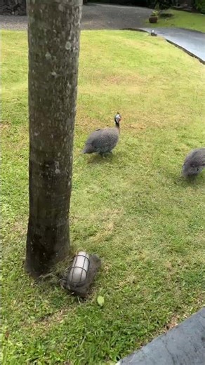 Do you guys know what this is??? 😭they’re so cute I swear😭