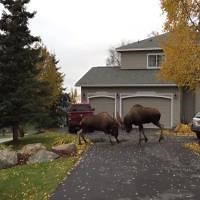 Moose Battle In Alaska