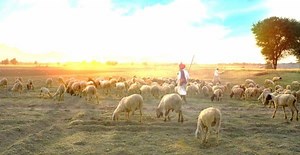3 Parable of the Lost Sheep Lessons - Finding God Among Us