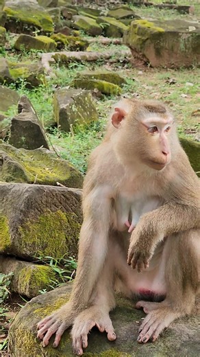 Small Monkey playing near mom #reels #monkey #wildlife #animal #viral #baby | CD Monkey