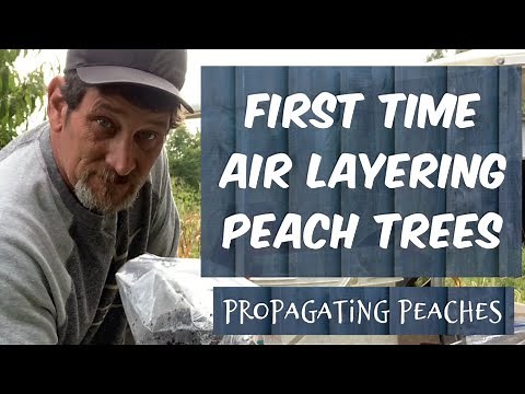 Propagating fruit trees / Peach Trees / Air rooting and cuttings