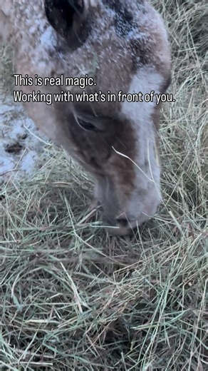 The Yodah on Instagram: "This is real magic. Working with what’s in front of you. Kitty isn’t being impatient or dramatic. She’s problem-solving. Horses don’t wait for things to change on their own. They don’t wish the hay were arranged differently. They engage with what is — applying just enough pressure, in the right place, to make space. That’s the kind of magic we’ve forgotten. Not miracles. Not forcing outcomes. Not bypassing reality. Real magic is understanding how things work — your body,