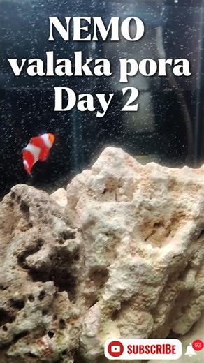 Nemo Valaka Pora! Day 2 Update | Ocellaris Clownfish Journey #shortsvideo #nemo #reeftank #marine