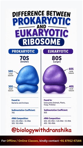 The ribosome story reveals how life differs at the cellular level! #ribosome #prokaryoticcells