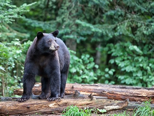 FL Allows Black Bear Hunting For First Time In 10 Years