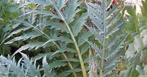 The Forgotten Cardoon