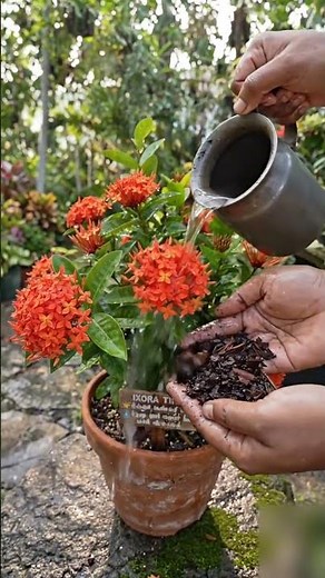 ixora plant how to grow |GreenAgrix