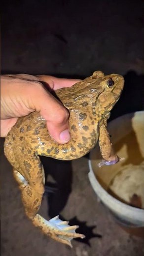 Bonk Bonk the frogs funny | Bullfrog and Toad funny fly or jump | Animal for fun | Funny Frog