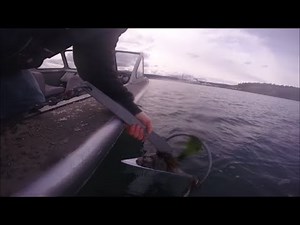 Mantus M1 Anchor 13 lb. Test. Anchor Test Video #72