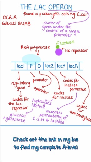 A-Level Biology & Chemistry Tutor on Instagram: "⚠️ AQA students, don’t panic if this is new. It's not on your specification, but could be a good "beyond the spec" topic to learn for your essay for those wanting to push for 25/25. The lac operon is a classic example of regulation of gene expression at the transcriptional level in prokaryotic cells such as E. coli. Make sure you are confident with: • what an operon is • the roles of the promoter and operator • the function of the lac repressor •