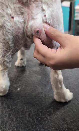 #pimplepopping #gross #pimplepopper | pimple popper