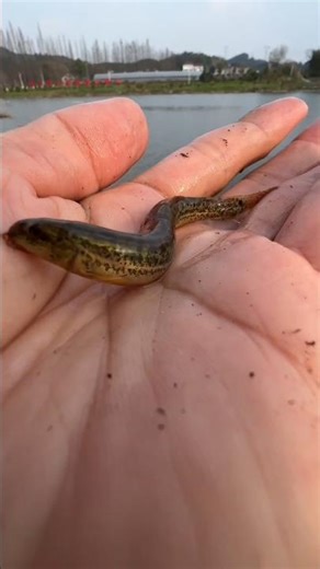 The best alive fishing bait to catch big fish!?