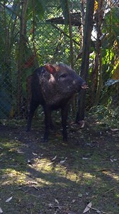 🐗 Meet Chicha, the collared peccary! Curious, alert, and full of personality, Chicha is one of those animals that instantly reminds you how special wildlife truly is! 😲Did you know peccaries aren’t pigs at all? They’re wild mammals native to the Americas, known for their strong family bonds and teamwork—sticking close, communicating constantly, and protecting one another. In the wild, peccaries like Chicha play an important role in keeping forests healthy by spreading seeds and shaping the eco