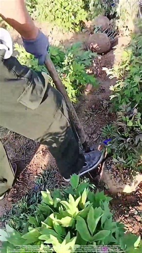 Why Root Balls Boost Transplant Survival Rate