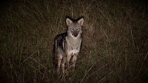 Wicked Hunting Lights TV Spot, 'Hunting Lights of the Future'