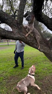 That tree of work!! | Siling