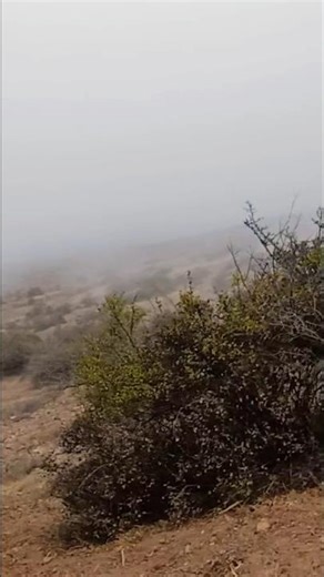 sphagnum. Moss on the tree. grown, mossy