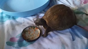 2.4K views · 238 reactions | Three-toed box turtle enjoying a meal at the Wildlife Rescue Center. | Wildlife Rescue Center | Facebook