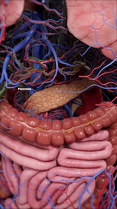 🧬 The Endocrine System: Your Body’s Chemical Messengers 🧬 The endocrine system is a network of glands that control metabolism, stress, reproduction, and growth by releasing hormones into the bloodstream. 🔹 Major Endocrine Glands: Hypothalamus & Pituitary Gland – The brain’s hormone command center. Thyroid Gland – Regulates metabolism and energy use. Adrenal Glands – Produces stress hormones (cortisol, adrenaline). Pancreas – Controls blood sugar with insulin and glucagon. Ovaries & Testes – R