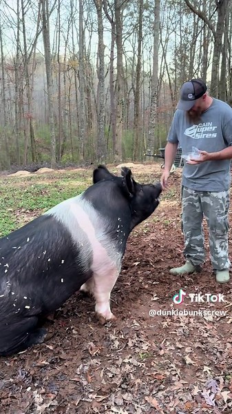 Dunkin approved! @Little Debbie #fyp #foryoupage #creatorinsights #americarunsondunkin #dunkintheretiredshowpig