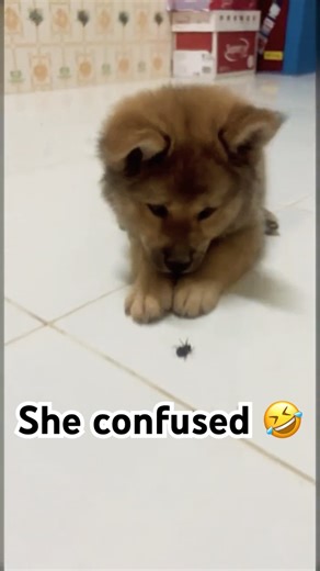 She thinks it’s a monster… it’s just a bug 😂🐶#doggielife #puppy