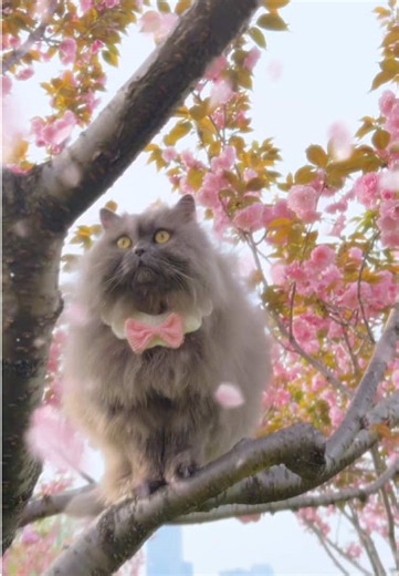 spring limited edition:piggy with flowers 💐 😻 (Piggy flower 🌺—No bread today.Flower only )#cat #spring #catsoftiktok #fyp #catlover