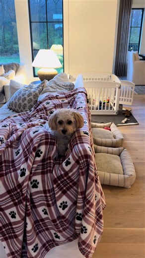 The timing on this… potty training boy puppies is hard 🤦🏼‍♀️ #maltese #puppies