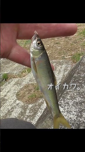 【釣りぶら散歩。】空堀川で小物釣り。【淡水】#shorts