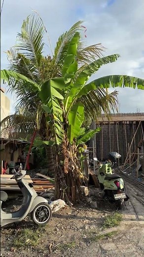 Proses Pembuatan Cakar ayam