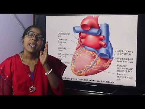 Lecture On Coronary Sinus