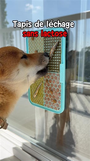 Lactose-free licking mat