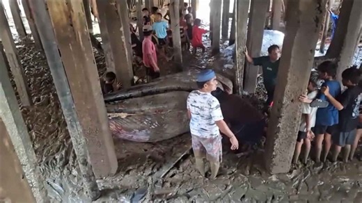Carcass of beached blue whale stuck beneath houses is cut by pieces for removal
