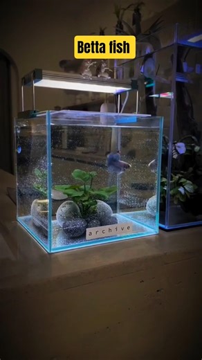 Beautiful betta fish tank setup ✨😃#viral #shots #beetafish #fish #love ❣️🎀