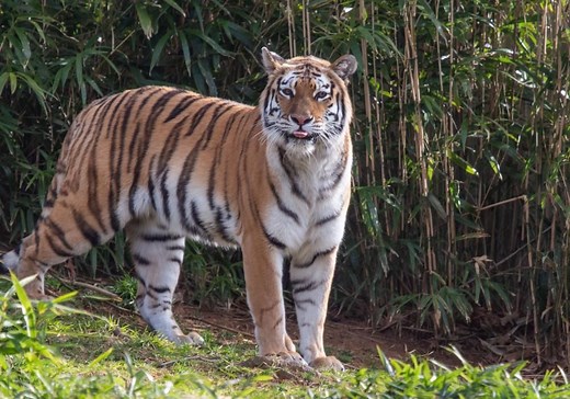What Does Tiger Poop Look Like? And More Tiger Facts