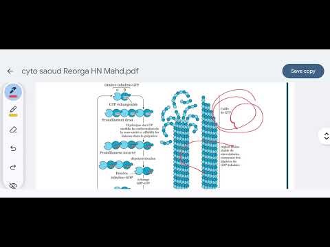 Cytosquelette part 02 ( microtubules et filament intermédiaire) cytology 1 ère année Médecine